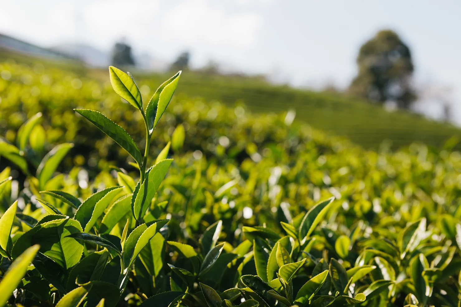 Superplantes: que choisir pour la rentrée ?
