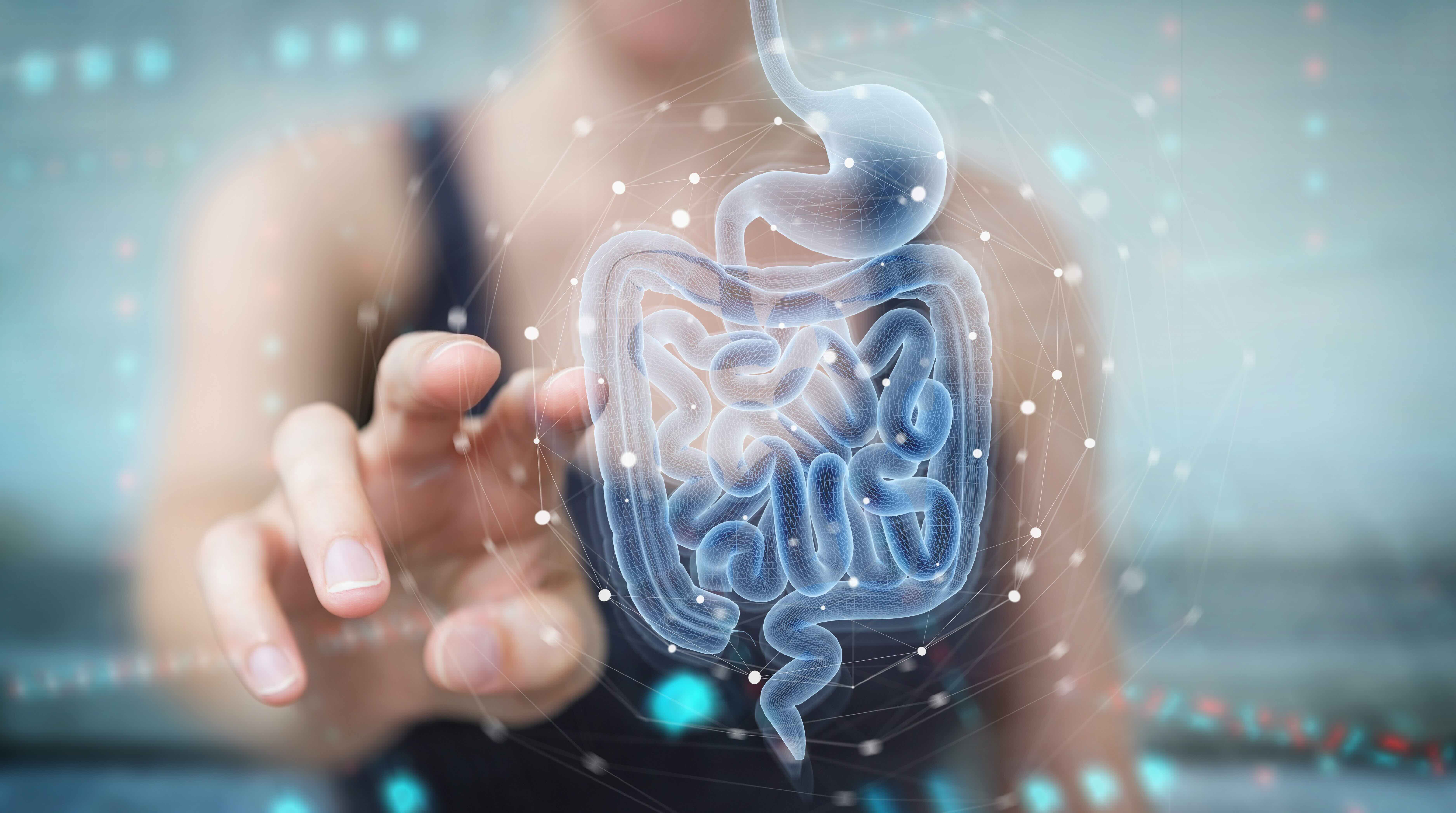 La barrière intestinale : ce qu’elle est et comment le microbiote la protège