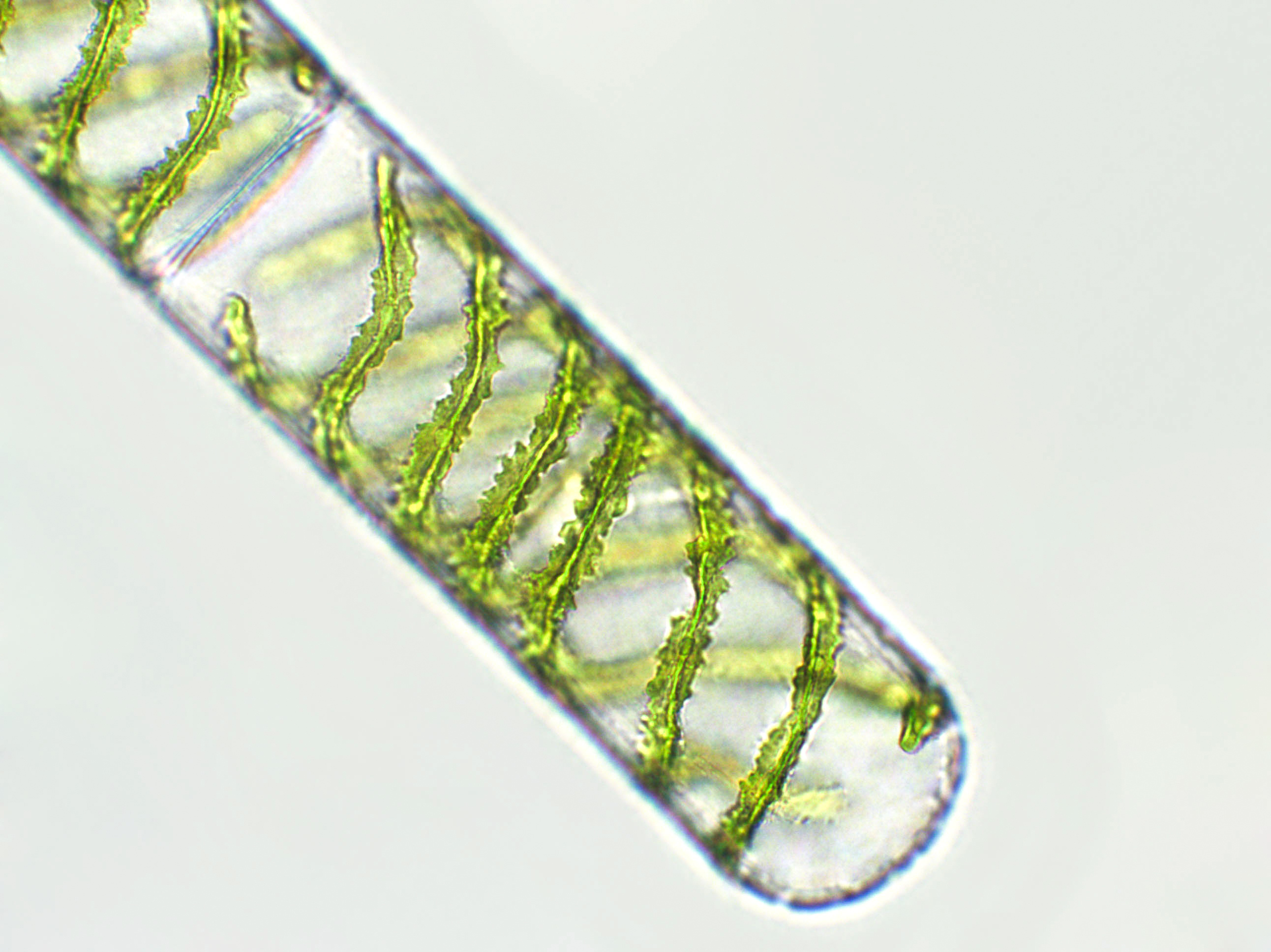Peut-on vraiment ‘rééquilibrer’ son microbiote ? Ce que dit la science