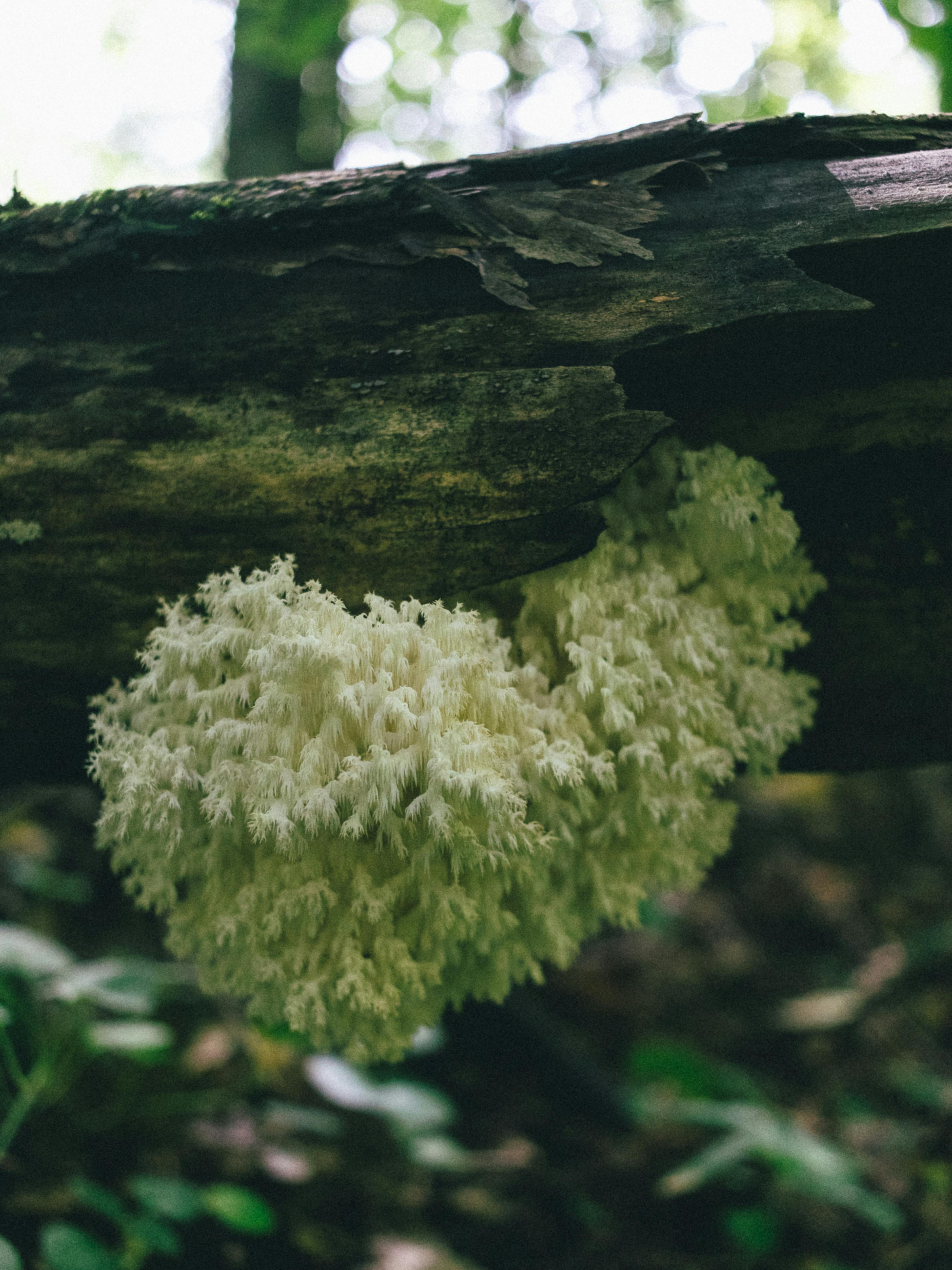 Lion’s Mane : bienfaits, utilisation et pourquoi ce champignon fascine autant