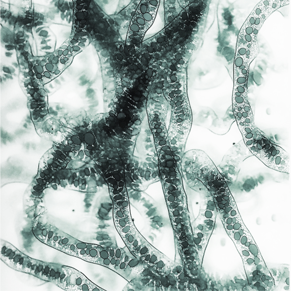 Les 5 rôles essentiels du microbiote dans le corps humain
